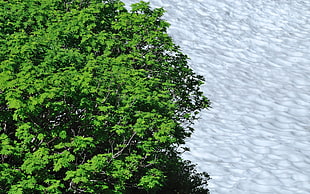 green tree